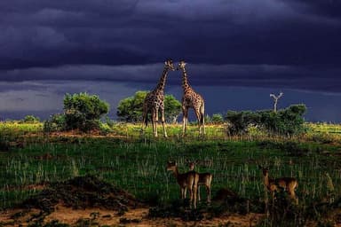8 Day Private or Group Yoga and Safari Retreat in Kampala, Uganda