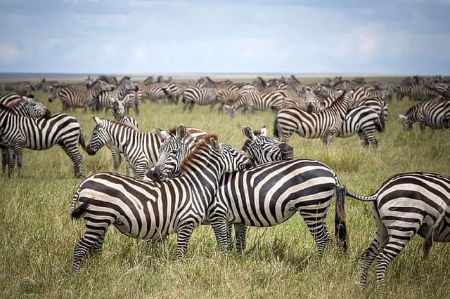 4 Day Serengeti Hot Air Balloon Safari in Tanzania, Africa