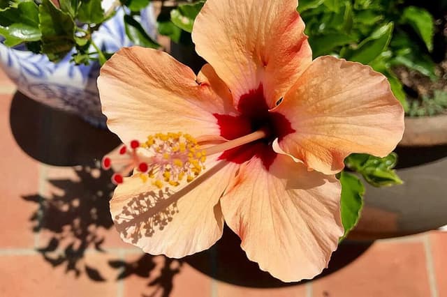 8 Day Fundamental Hawaiian Lomi Lomi Nui Training in Portugal
